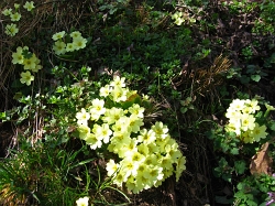 01 primula spontanea